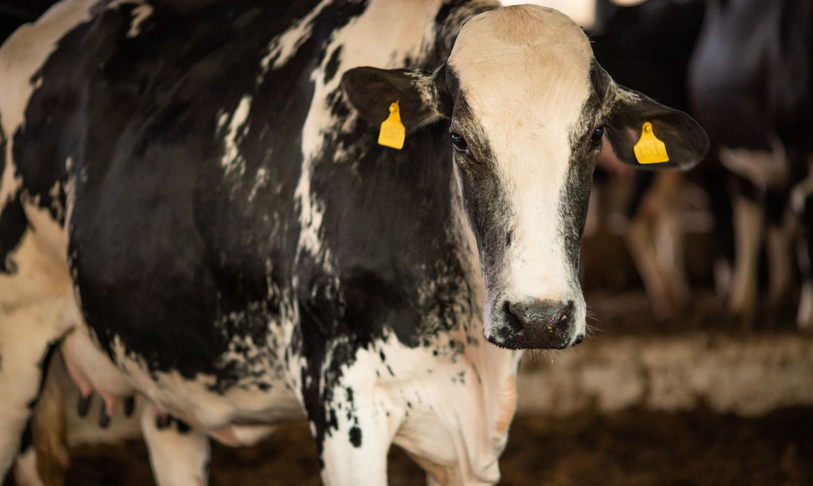 Caso recente do Mal da Vaca louca é atípico e não transmissível, confirma Ministério da Agricultura