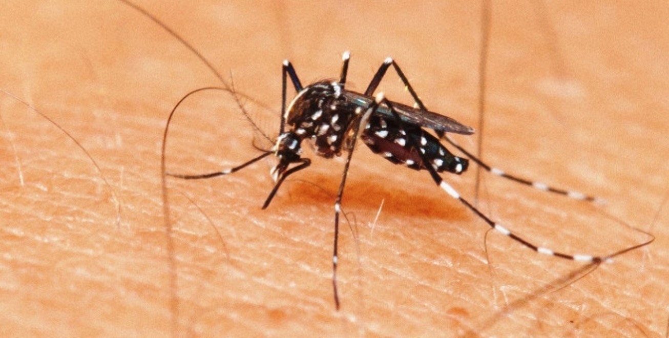 Feira de Santana registrou 183 casos de dengue entre janeiro e abril