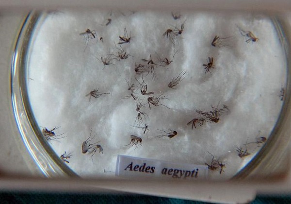 Nova vacina contra a dengue chega ao Brasil na próxima semana