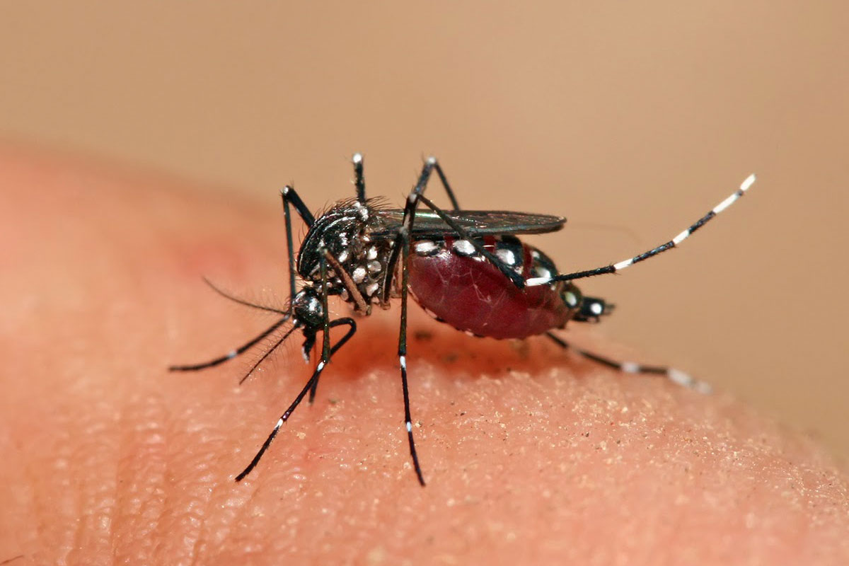 Mais uma morte por dengue grave é confirmada, em Feira de Santana