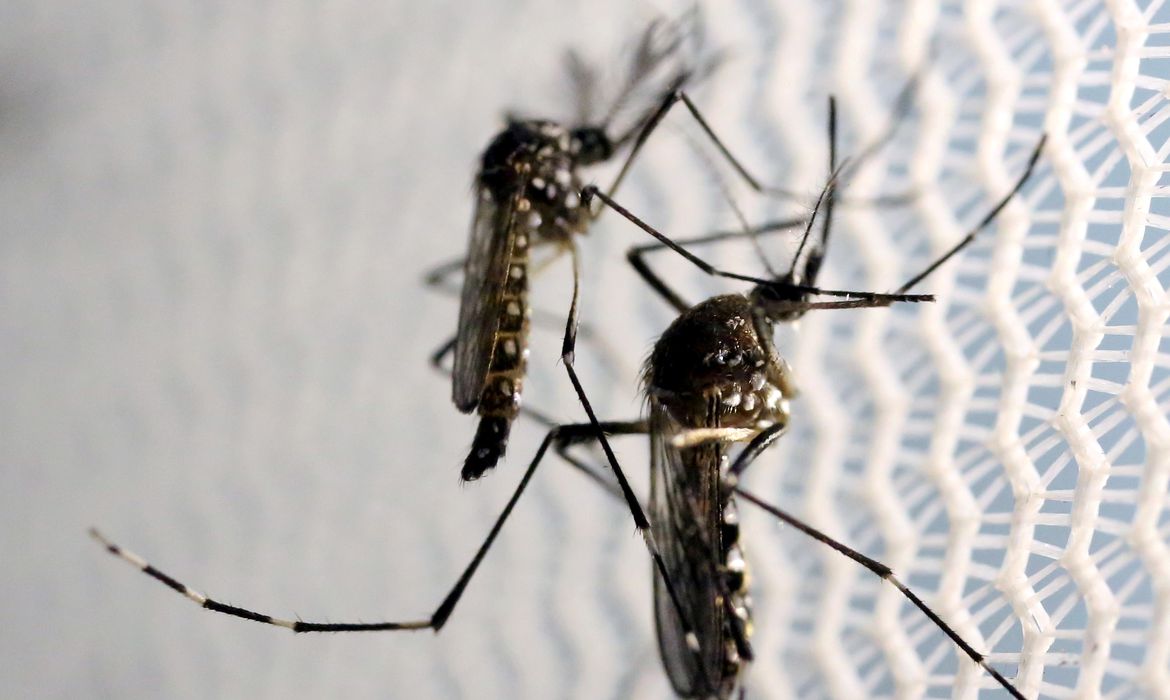 Notificações de zika vírus aumentam 20%, no Brasil, em relação a 2022