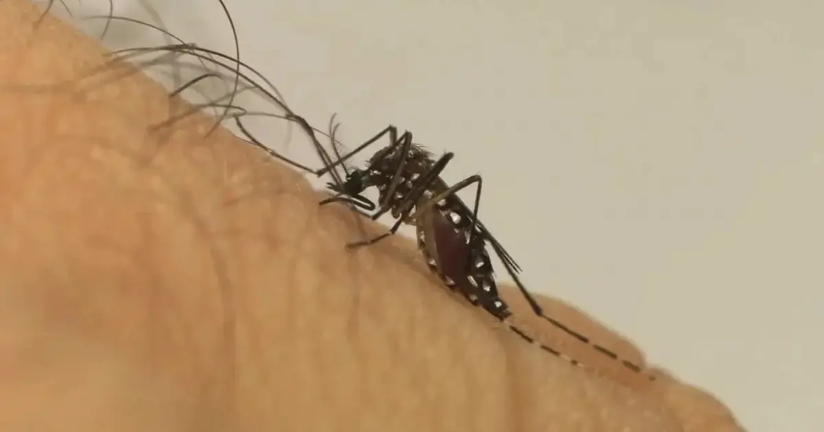 Bahia atinge marca de 95 casos da Febre do Oropouche