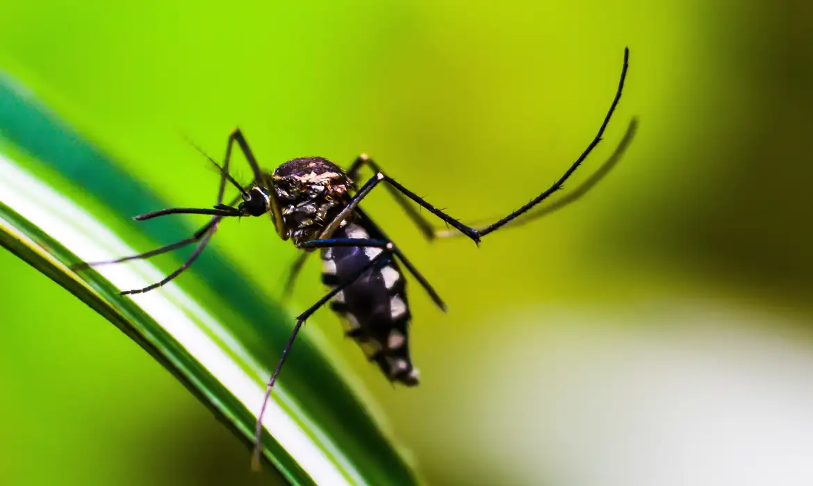 Brasil atinge marca de 1,6 mil mortes por dengue, em 2024