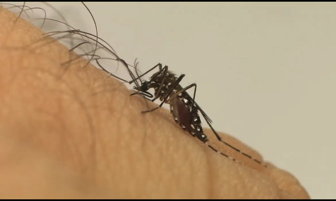 Brasil registra mais de 3 milhões de casos de dengue em 2024; Estado da Bahia permanece com tendência de aumento