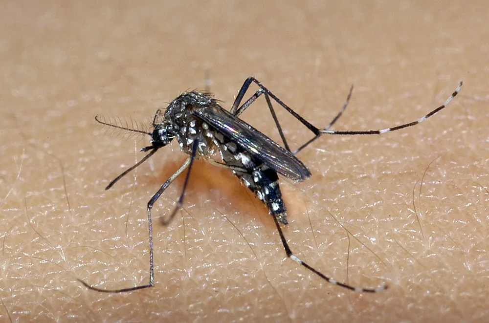 Casos de dengue crescem 667% na Bahia; 269 municípios estão em situação de epidemia