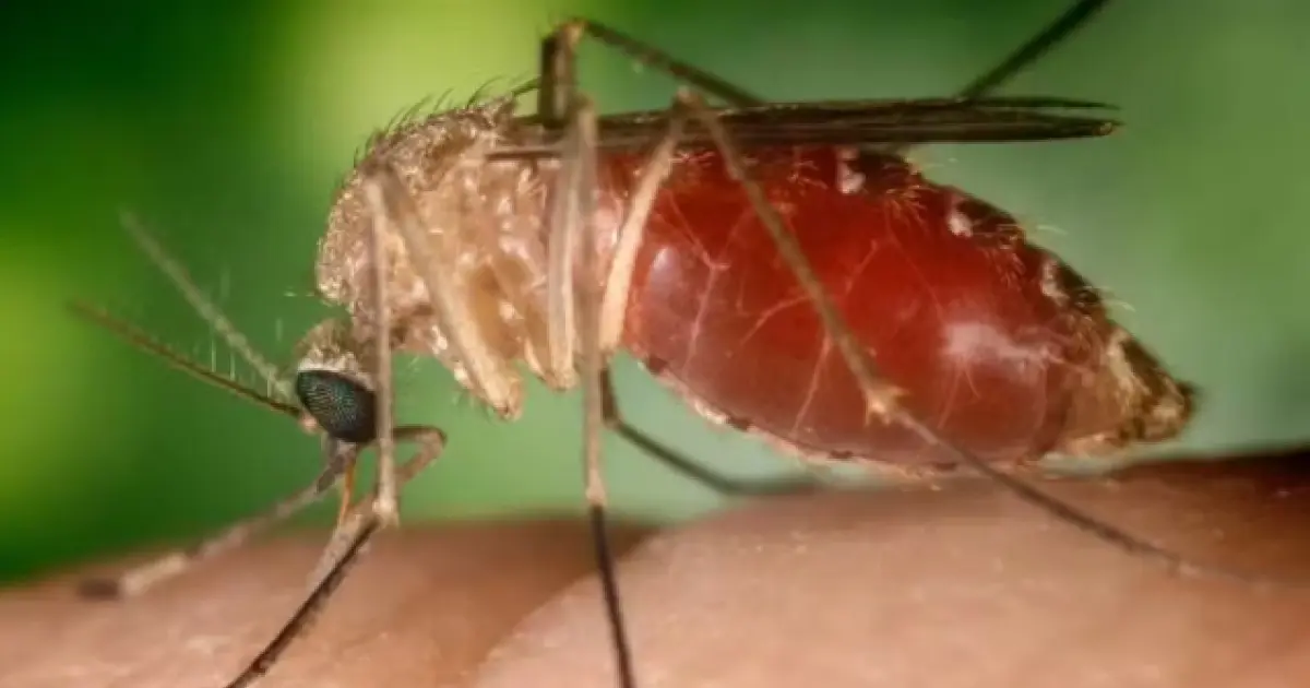 Salvador registra 1º caso de Febre do Oropouche, transmitida por mosquito