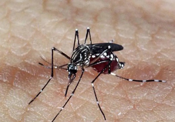 Bahia atinge marca de 85 mortes por dengue; mais de 130 cidades sofrem epidemia da doença