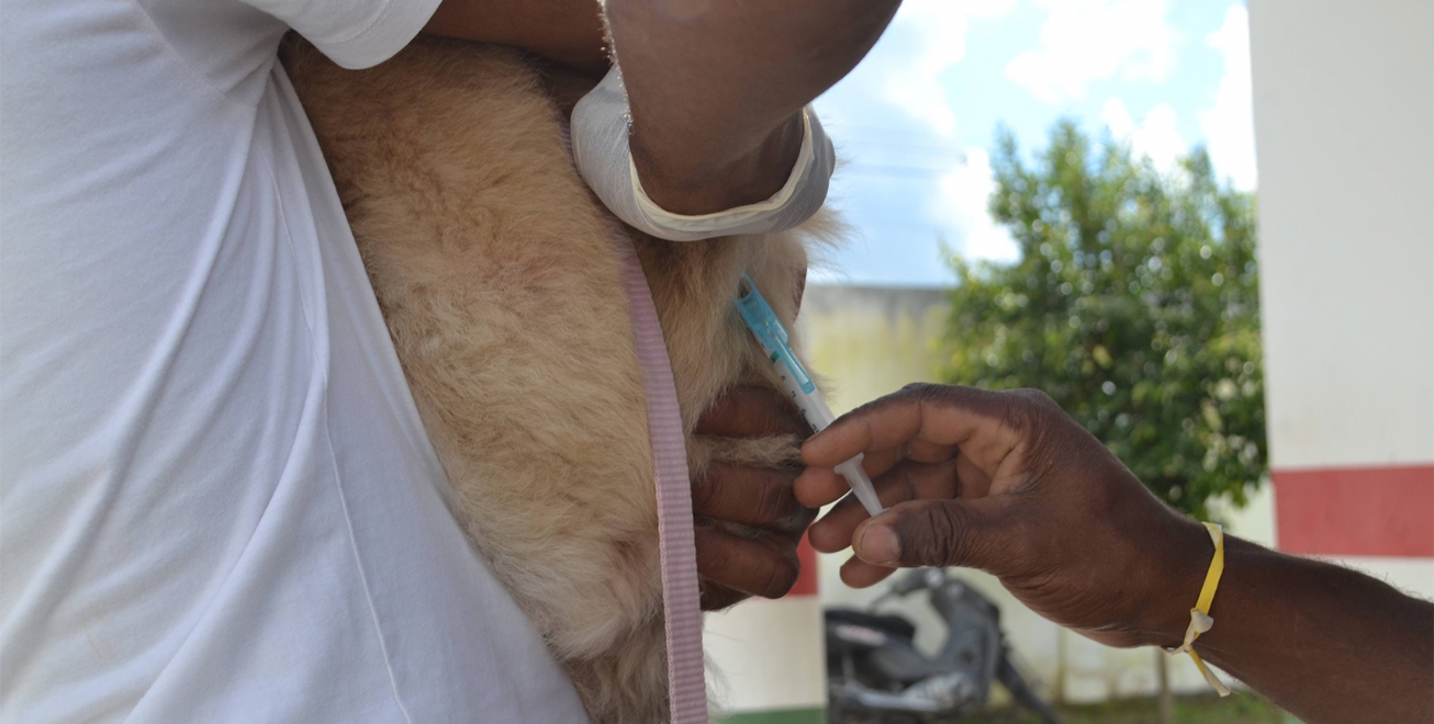 Confira os bairros com aplicação da vacina antirrábica neste sábado, em Feira de Santana