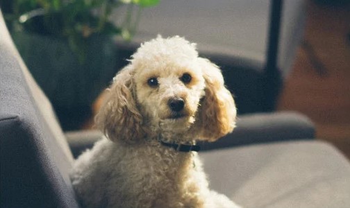 O cão perdido com a gravatinha azul