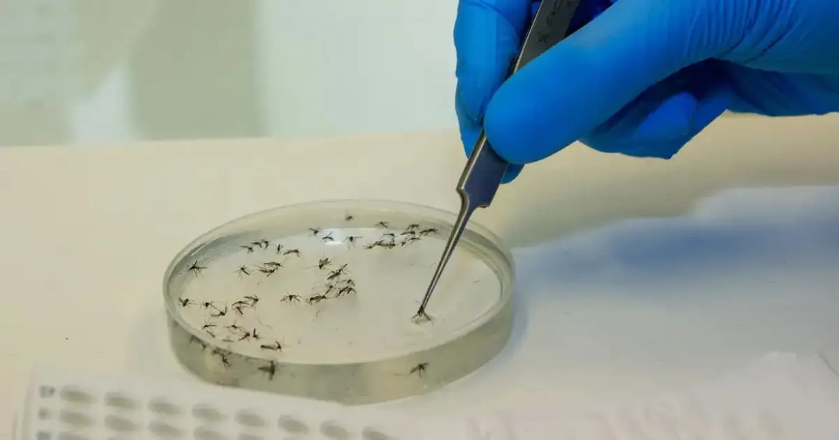 OMS identifica mais de 30 patógenos com potencial para causar próxima pandemia