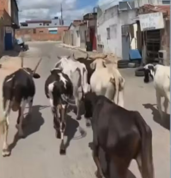 Ministério Público instaura inquérito para apurar decreto que autoriza abate de animais abandonados em Serrinha, na Bahia