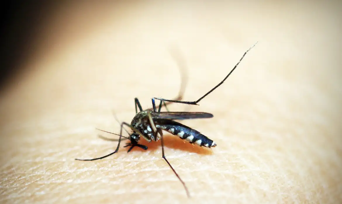 São Paulo registra primeiro caso de morte por chikungunya