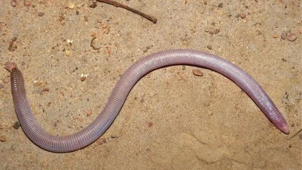 Nova espécie de réptil conhecido como cobra-de-duas-cabeças é descoberta na Bahia
