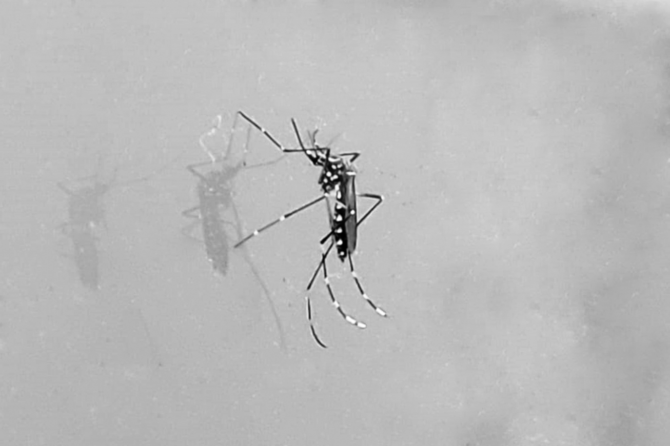 Secretaria de Saúde de FSA confirmou 109 casos de dengue neste ano; 24 com sinais de alarme