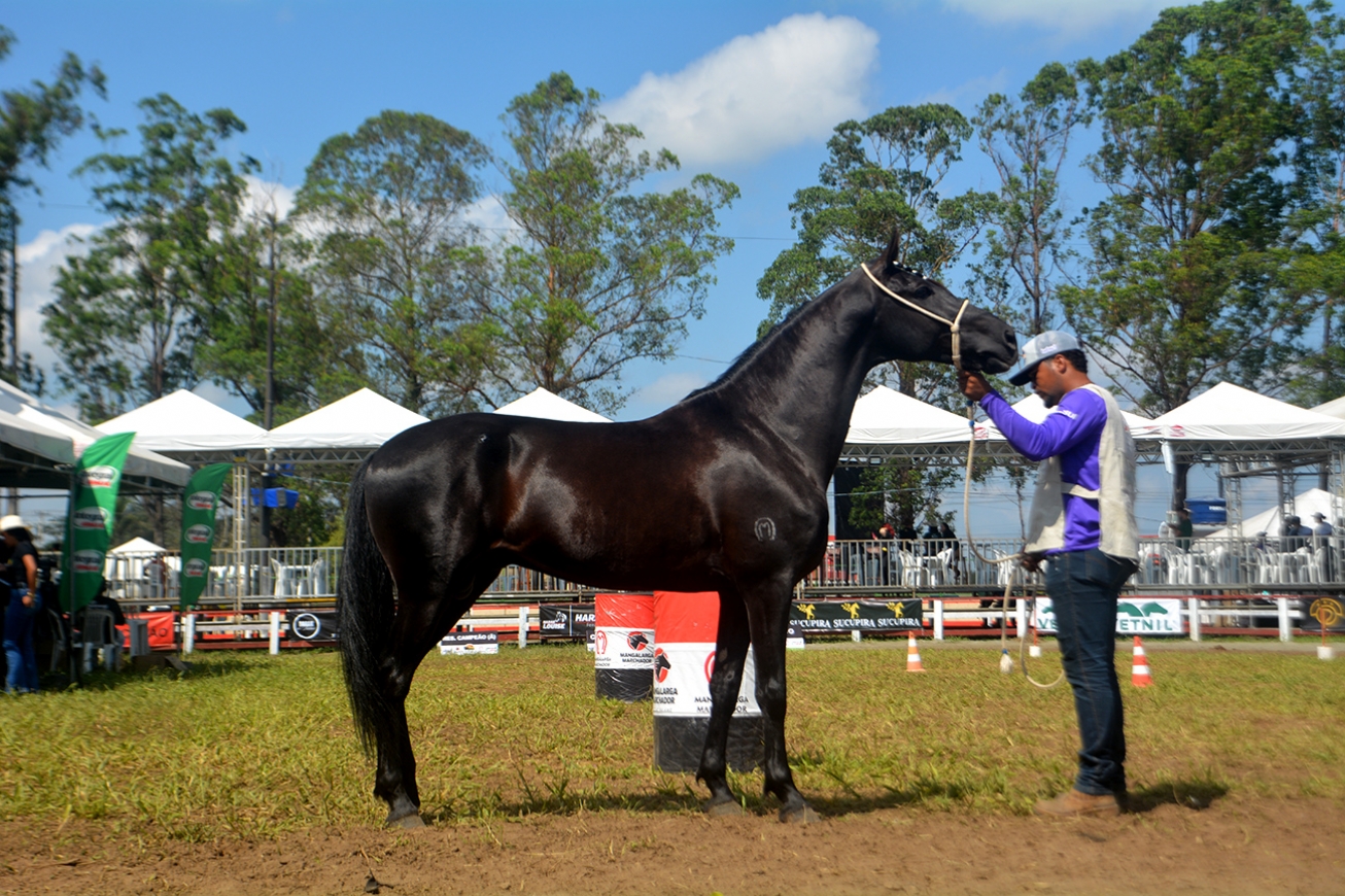 Expofeira 2024: inscrições de animais estarão abertas de 4 a 29 de agosto