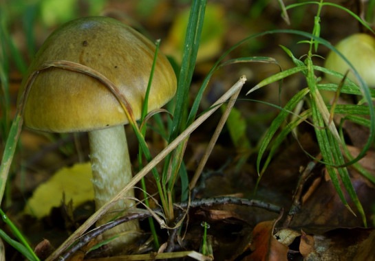 Mulher é condenada por matar sogros com cogumelos venenosos, na Austrália