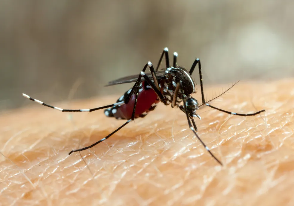 Feira de Santana lança projeto inovador com tecnologia para combater a dengue