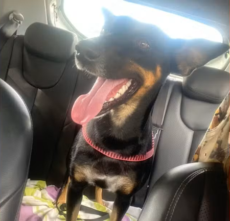 Cadela adotada por estudantes do IFBA é morta a tiros próximo de universidade federal na Bahia