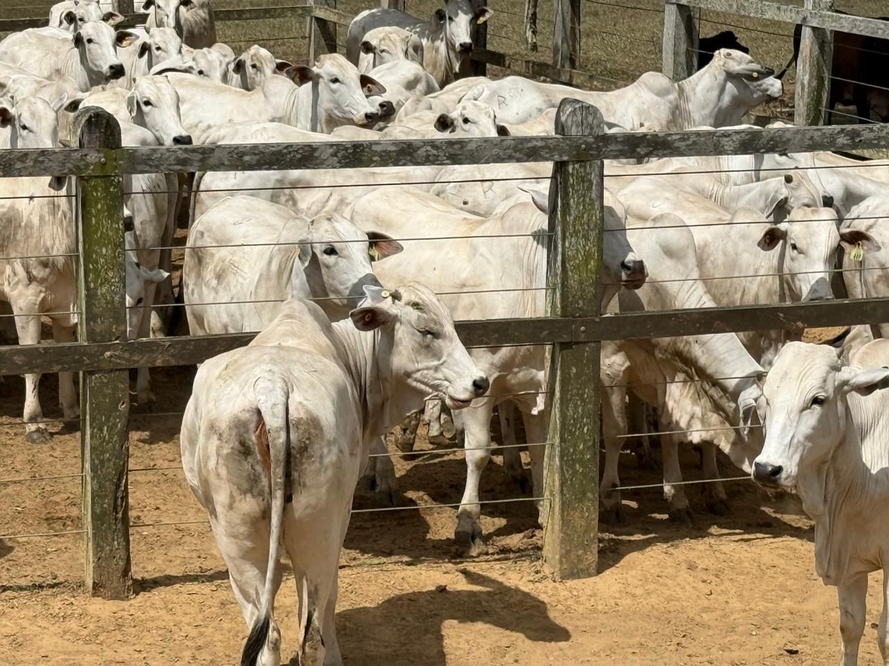Arroba do boi se mantém em R$ 350 e mercado segue firme na região