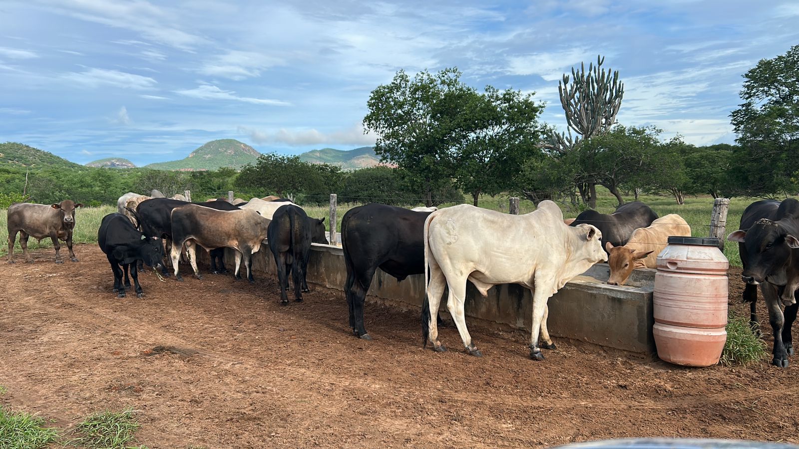 Arroba volta a R$ 350 e demanda impulsiona mercado do boi na região