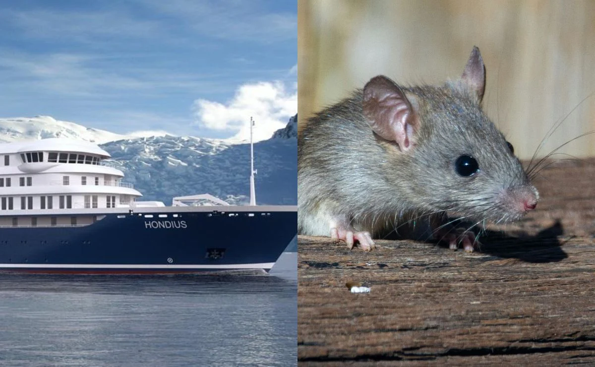 OMS suspeita de rara transmissão de hantavírus entre humanos, a bordo de um navio