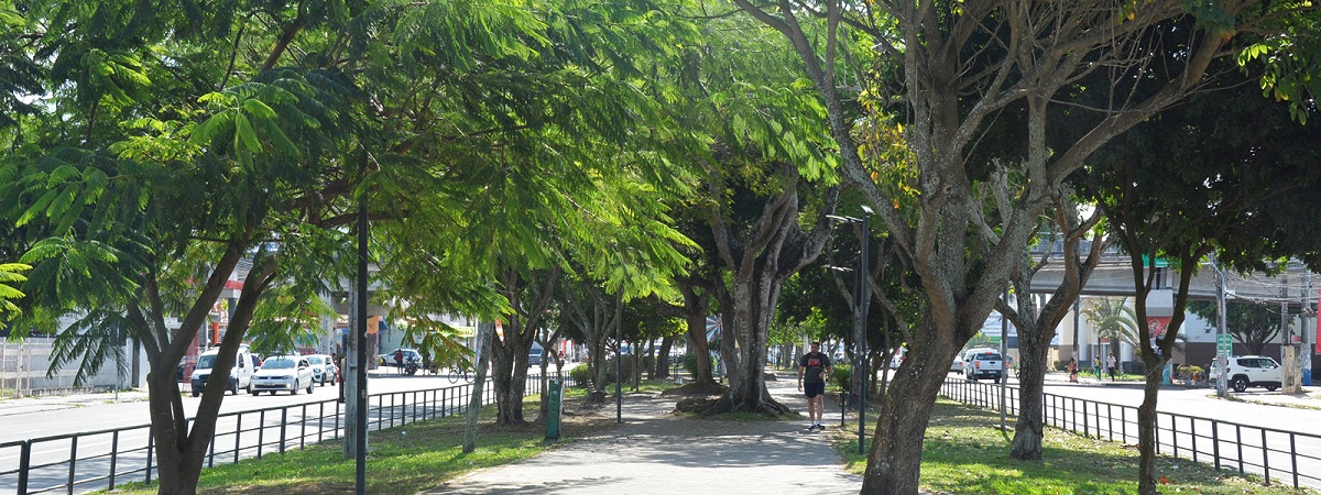 A distribuição desigual do verde em Feira