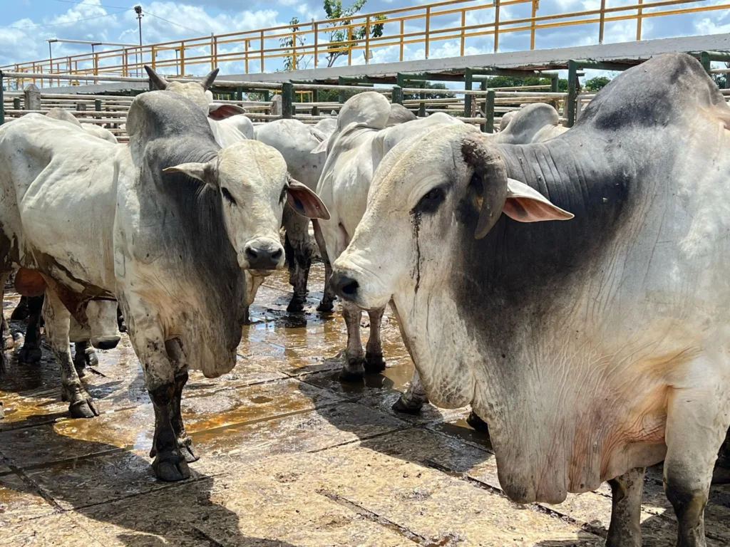 Arroba do boi se mantém em R$ 320, mas nova alta pode ocorrer esta semana, segundo o mercado