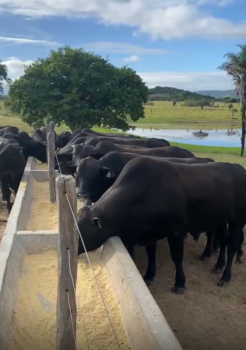 Recorde de abate no Frifeira acompanha retomada da arroba para R$ 340